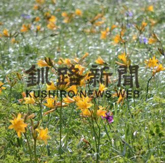 エゾカンゾウ間もなく満開(2019-06-27)