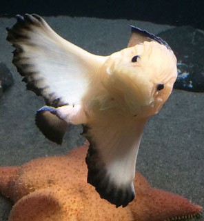 新種の深海魚「オトヒメコンニャクウオ」公表(2020-03-01)②