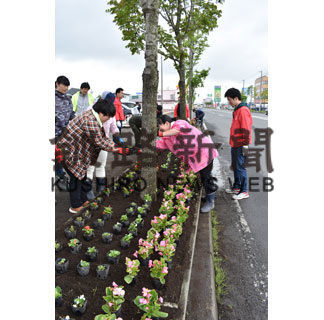 ベゴニア苗２９０株　たらふく商店会　(2019-06-15)