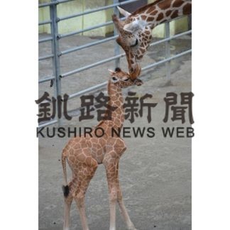 キリン愛称　２７日から公募(2019-07-25)