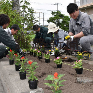 ベコニアなど４００株　植樹帯に植え込む　渡辺建設工業　(2019-06-07)