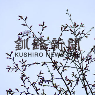 サクラ開花(2019-05-10)