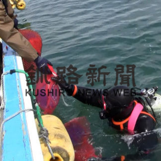 ヤナギダコ 資源増大へ 稚ダコ天然放流(2019-06-26)