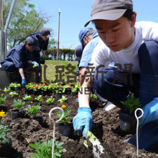 町民憩いの広場で　生徒ら花壇整備　中標津支援学校(2019-06-04)