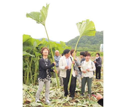 ふき栽培地視察研修(2019-07-15)