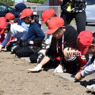 ヒマワリ咲かせ事故防止 弟子屈でプロジェクト(2019-06-21)