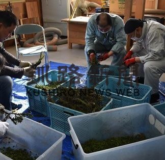 しべちゃコスモスに精油抽出作業を委託(2020-02-13)