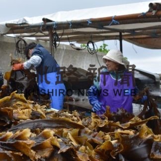 羅臼コンブ漁解禁(2019-07-26)