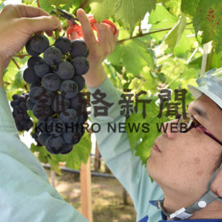 日本製紙ブドウ出荷(2019-05-14)