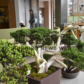 愛好家丹精盆栽40点 作品展始まる(2019-06-12)