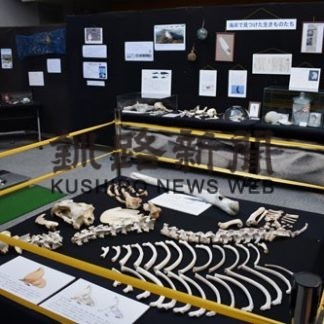 サーモン科学館でビーチコーミング展示(2020-02-11)