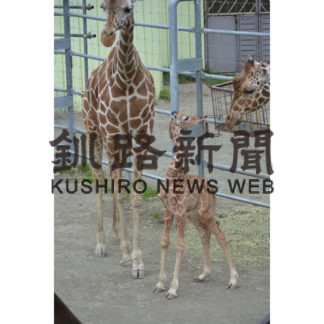 キリン赤ちゃんお披露目(2019-07-13)