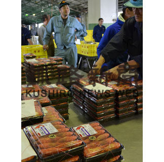 ホッカイシマエビ 厚岸漁協で初競り(2019-06-13)