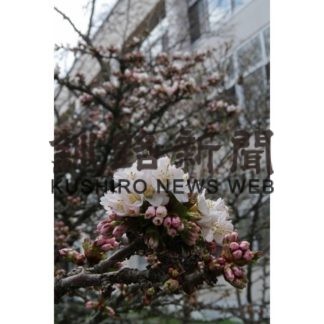 根室振興局前　千島桜が開花(2019-05-04)