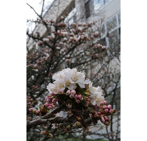 根室振興局前 千島桜が開花(2019-05-04)