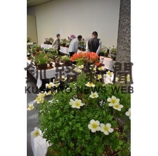 きょうまで展示会　釧路山草会(2019-06-02)