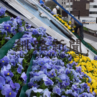 ぬさまい公園　パンジー植栽(2019-05-18)