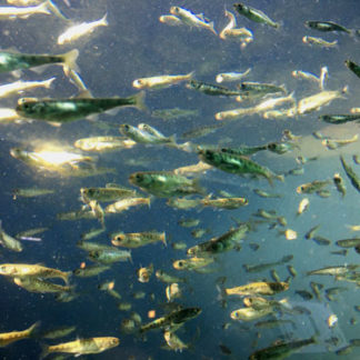 シロザケ 輝く魚群 標津サーモン科学館で稚魚１万匹展示(2020-02-14)