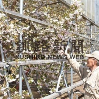 フゲンゾウ三分咲き(2019-05-05)