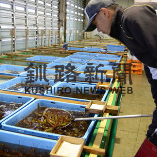 初夏告げるシマエビ漁 水揚げ2トンと上々(2019-06-19)