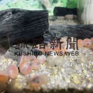 サケの卵すくすく　中標津で展示(2020-02-13)