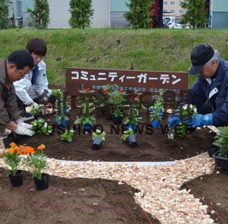 交流プロムナード花壇に２８０株植栽商工会青年部(2019-06-09)