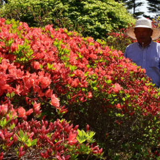 ``日本一遅い､､ツツジ(2019-05-29)