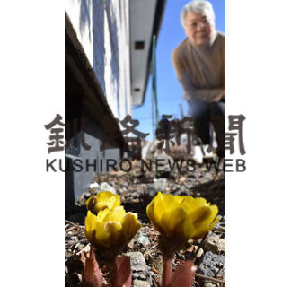 標茶で福寿草花開く(2020-03-15)