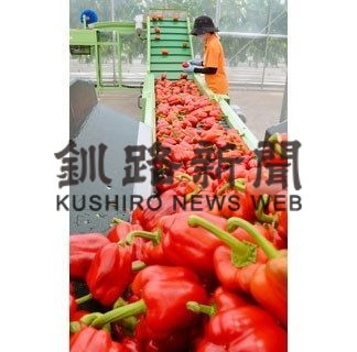 釧路産パプリカ、今シーズンの出荷始まる(2020-04-01)
