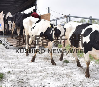 新野牧場一斉入牧(2019-05-21)