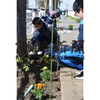 コスモス事業はじまる(2019-05-22)