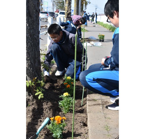 コスモス事業はじまる(2019-05-22)