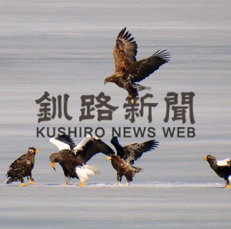 塘路湖にオオワシやオジロワシ集結(2020-03-26)