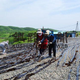 コンブ増産へＩＣＴ活用、道は新年度道東などで実証試験(2020-03-29)