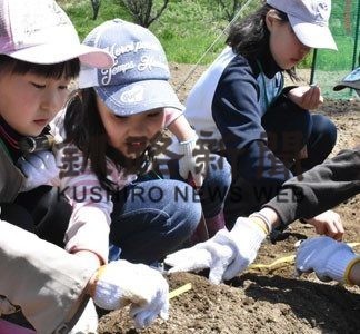 ダイコン種植え(2019-05-26)