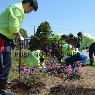 柳町公園ボランティア　花壇づくり(2019-05-26)