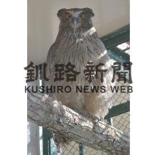 シマフクロウの名前、アカネとアオイに(2020-03-23)_2