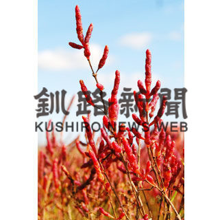 アッケシソウ保護増殖事業が本格化(2020-03-22)