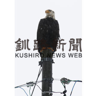 ハクトウワシ、釧路町でも　別海で目撃と同一か(2020-03-27)