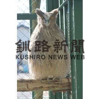 シマフクロウの名前、アカネとアオイに(2020-03-23)_1