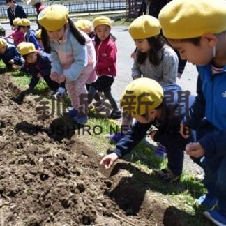 キクイモ堀りとキンレンカ種植え(2019-05-21)_1