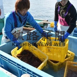 標津漁港で「ナマコ」の水揚げ始まる(2020-03-21)
