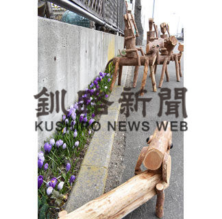 クロッカス色鮮やか(2020-03-31)