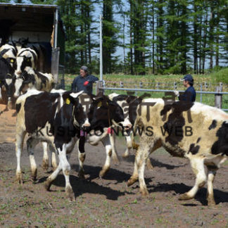 育成牛２５０頭　入牧始まる　計根別農協(2019-05-28)