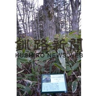 アイヌ文化普及・啓発へ 釧路・阿寒イオル協議会(2019-11-30)_1