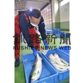 トキシラズ初水揚げ(2020-04-28)