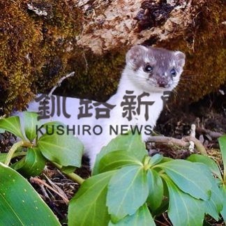標茶の佐藤さんイイズナ撮影に初成功(2020-04-26)