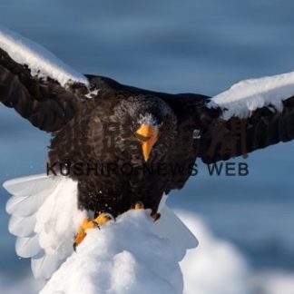 「知床羅臼写真コンテスト2019」生き物部門賞　「降臨」　大阪の千頭健二さん(2020-04-12)