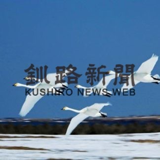 オオハクチョウ３０２６羽確認　今季最終個体数調査(2020-04-10)
