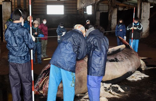 羅臼の海岸にシャチの死骸、解体作業(2020-04-12)